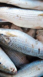 Peixe na merenda escolar: pesquisa com&hellip;