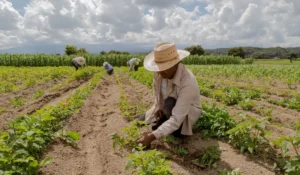 Senar e empregabilidade rural: como o&hellip;